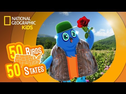 New York - Feat. Rapper MC Blue the Eastern Bluebird | 50 Birds, 50 States