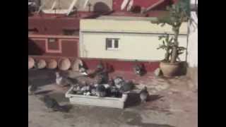 preview picture of video 'BOUKILI-LOFTS Pigeons 2014 .Safi-Morocco'