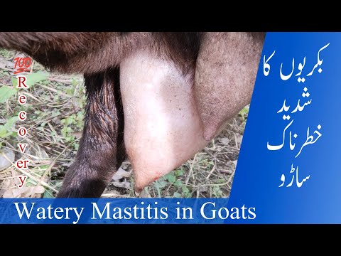 , title : 'Pengobatan Mastitis Berair Gangren Pada Kambing | Mastitis berserat| Fibrosis Ambing Pada Kambing'