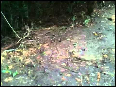 Small Dam/Pond Installation by Geoff Lawton on October 2011 Earthworks Course - Update