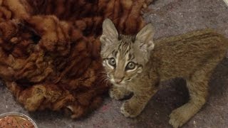Why Donated Fur Coats Are Being Used to Comfort Orphaned Exotic Baby Animals