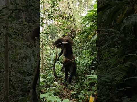 sangat agresip hampir kena tangan, 🐊🌿