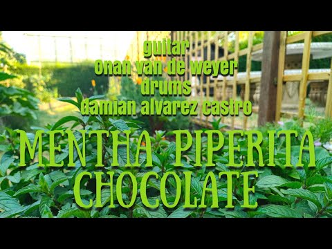 MENTHA PIPERITA CHOCOLATE DACdrummer ONAN VAN DE WEYER DAMIAN ALVAREZ CASTRO