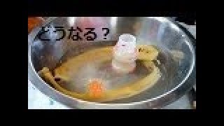 ドライアイス実験！手も凍っちゃうかも？