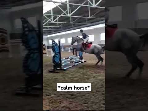 Lolek rakieta, leci w dół #equestrian #horsejumping #horse