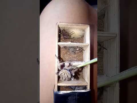 hanapan niyo nang kaparis😅 #gagamba  #spider  #shortvideo