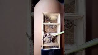 Download lagu hanapan niyo nang kaparis😅 #gagamba  #spider  #shortvideo mp3