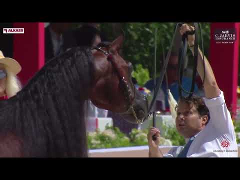 N 94 RHAN AL SHAHANIA   GCAT Roma 2024   Stallions 4+ Years Old Section A Class 6A