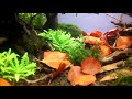 Mr.Shrimp hat das Video Herbststimmung (WucPnrIHfmc) zum Beispiel The Dark Forest hochgeladen.