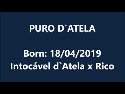 Puro d'Atela