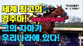세계 최고의 경주마! 우리나라에 그 자마가 있다! #가장빠른경주마 #우사인볼트거북이 #소울메리트/경마