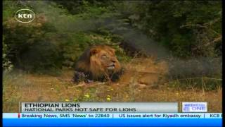 Ethiopian rare black lions struggling to survive due to loss of habitat