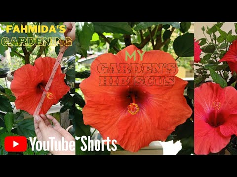 My Second Shade of Red Hibiscus || The Size is Really Big || Fahmida's Gardening