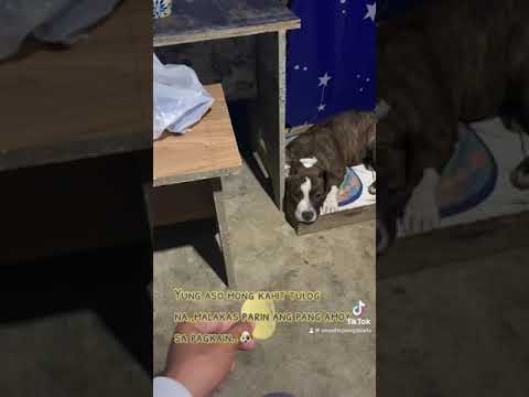 Lakas talaga ng pang amoy ni masha bully dog.    *(sweetie pengskie)*