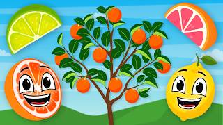 Learn About Fruits That Grow On Trees: Lemons , Limes, Oranges | Learning Fruits Song For Kids | KLT