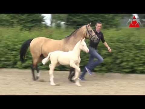 56 Champions Concertino HF v. FS Champion de Luxe - Amarillys Sensation