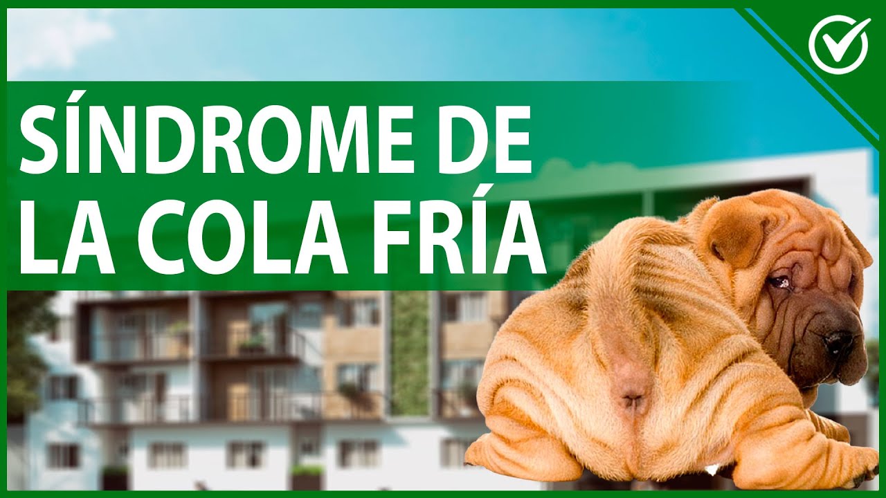 Watch 🐶 Síndrome de la Cola Fría en Perros - Cómo Reconocer y Tratar una Cola Rota 🐶🐕 Now 🐶 Síndrome de la Cola Fría en Perros - Cómo Reconocer y Tratar una Cola Rota 🐶🐕