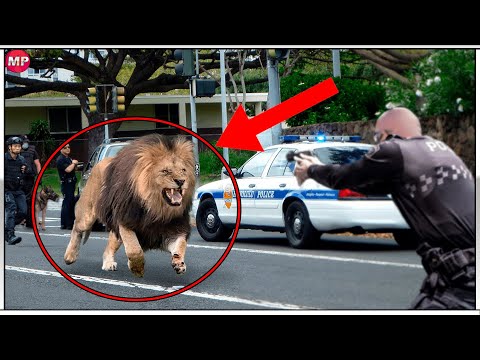 Lion Escapes from the Zoo | 10 Zoo Escapes That Ended Terribly