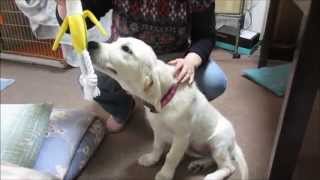 英国ゴールデンレトリバー　3カ月 English Golden Retriever 3 months