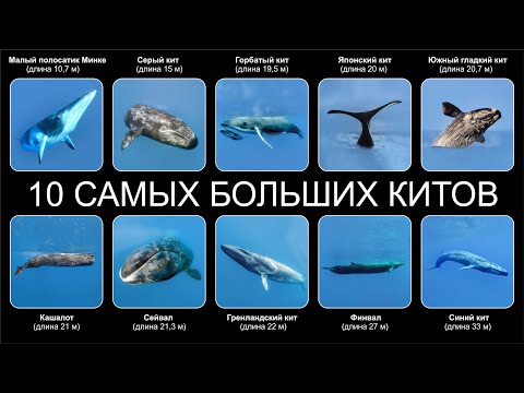 Топ 10 САМЫХ БОЛЬШИХ КИТОВ