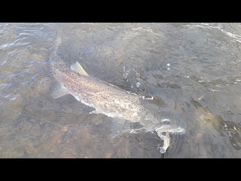 Hlavátky 2017 (Danube salmon 2017)
