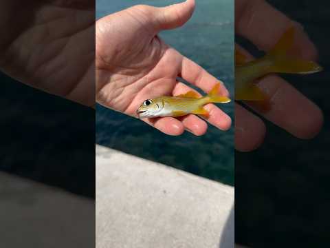 Catching EXPENSIVE Saltwater AQUARIUM FISH!!