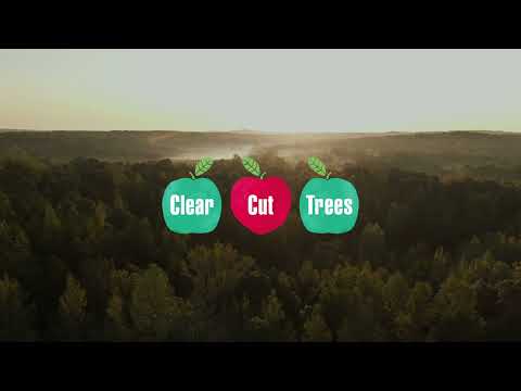 Clear Cut Trees | Promotional Trailer
