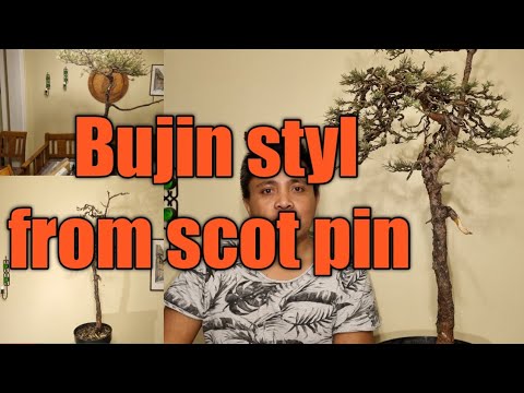 A Wild Tree (Yamadori )Become a Bonsai #inspiration