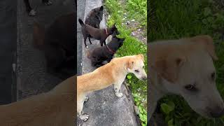 Download lagu #lagu #musikhiburan #musik #doglife mp3