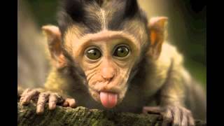 One Monkey Don&#39;t Stop No Show