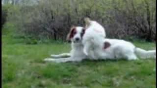 preview picture of video 'Red and White Irish Setter + Lagotto Romagnolo 1'