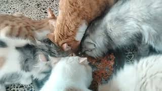 Hungry cat's can't wait for Food #cat #video