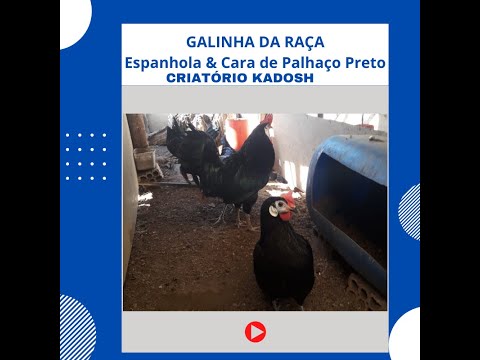 , title : 'Galinha Da Raça Espanhola e Cara Palhaço Preto'