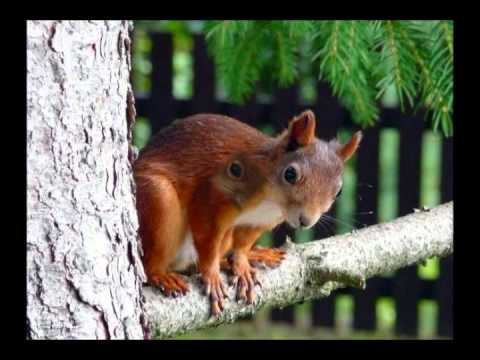 Nøtteliten. Norsk, med tekst