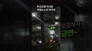 베란다스의 개1새끼