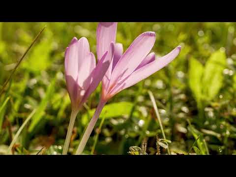 FRATII STRUGARIU - CE MINUNATĂ DRAGOSTE!