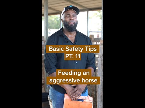 How to Feed an Aggressive Horse Safely