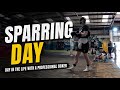 SPARRING DAY A DAY IN THE LIFE OF A PROFESSIONAL BOXER