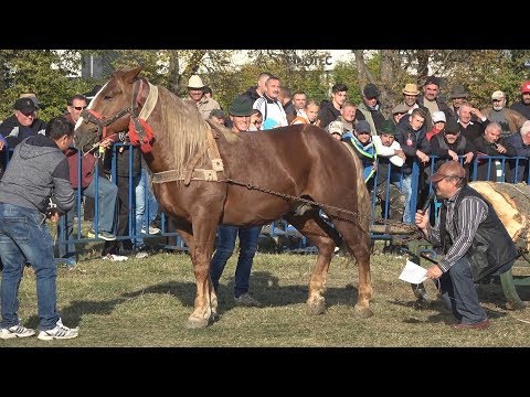 Concurs cu cai de tractiune - proba speciala - Floresti, Cluj 14 oct. 2017