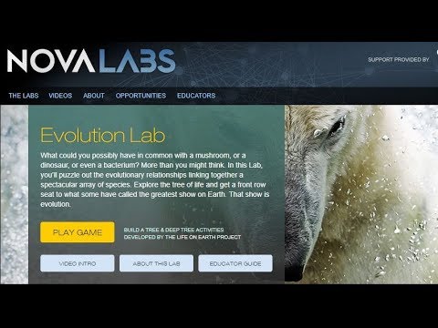 Nova Lab Evolution Game - Let's Play A Classification Puzzle Game