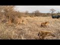 Lions Surprise A Hyena Clan