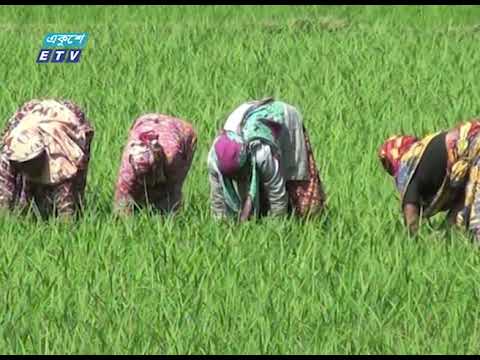 সৌরবিদ্যুৎ চালিত পাম্পের মাধ্যমে সেচ বেড়েছে ঠাকুরগাঁওয়ে || ETV News