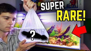 The Craziest Looking Fish I’ve Ever Bought! (Massive Fish Haul!)