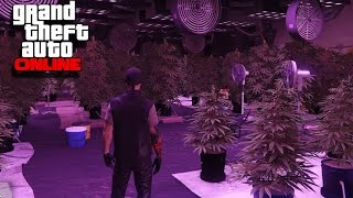 première livraison de Canabis 1.36 GTA 5 Online