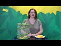 Insect Lore Feeding Your Butterflies
