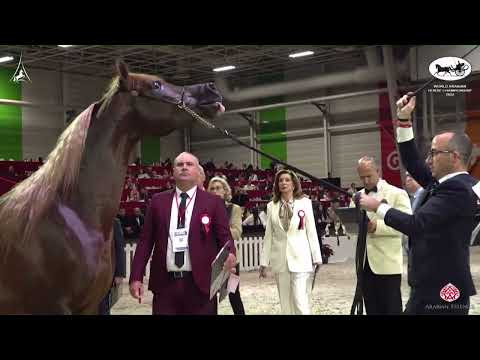 N 103 HADER AL SHAQAB   World Arabian Horse Championship 2022   PARIS   Junior Colts Section B Class