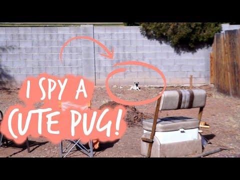 I SPY A CUTE LITTLE PUG! Video