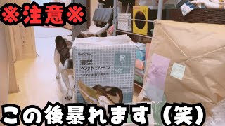 【フレブルvlog】いつも心配で見にきてくれるのですが・・・😓　      　　　　　　　　"She always comes to check on me out of concern... 😓"