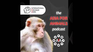 Macaques on social media