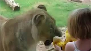 Download lagu KOCO Digital Originals: Lioness at OKC Zoo Just Wants to Play with Girl's Simba Toy mp3